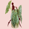 Begonia Maculata Polka Dot