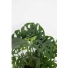 Monstera Adansonii 3 scaled