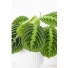 Marantha Lemon Lime