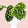 Marantha Lemon Lime