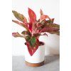 Aglaonema Crete Flame