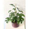 Monstera Minima