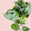 Monstera Siltepecana