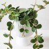 Peperomia Hope