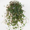 Peperomia Pepperspot