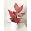 aglaonema cherry baby