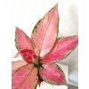 990 aglaonema cherry baby
