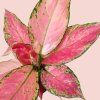 Aglaonema Cherry Baby