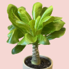 Brighamia insignis Hawaiian Palm