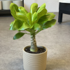 Brighamia insignis Hawaiian Palm (2)