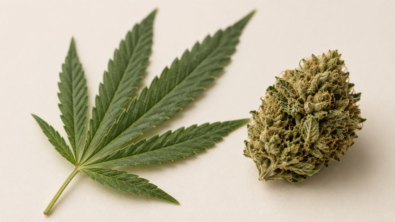 Co je marihuana? Účinky, rizika a legalita v ČR (2026)