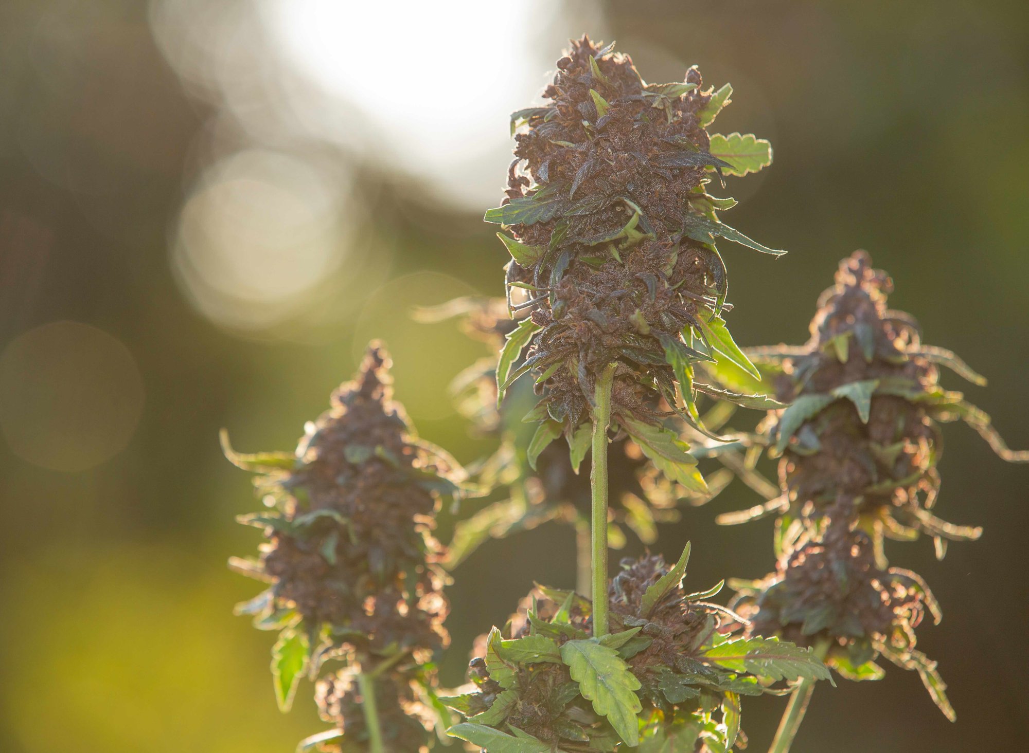 THCX: Nový syntetický kanabinoid