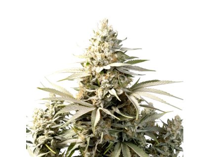 THC X White Widow květy THCX