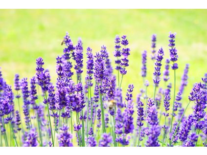 levandula