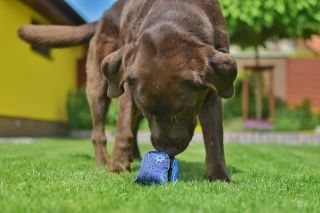 💙 Plnící míček na pamlsky – skvělý pomocník pro pejsky, kteří milují objevování! 🐶 ✔️ zabaví psa na dlouhou dobu ✔️...