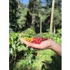 kamerun arabica pražírna káva ústecká pražírna 2
