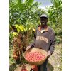 pražírna kávy ústecká pražírna ústí nad Labem burundi bukeye musumba