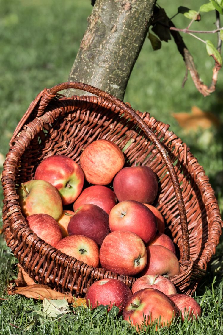 Sklizeň čerstvé zeleniny a ovoce