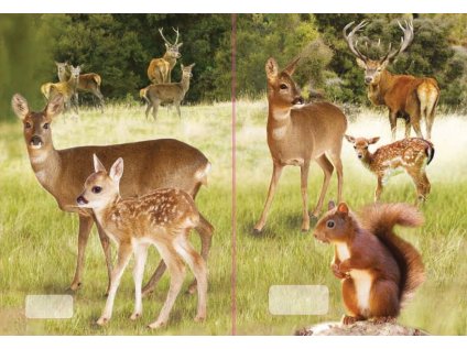 sešit 540 s 3D motivem, A5, 40 listů,bez linek, motiv lesní zvěř