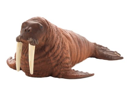 387209 Walrus 540x295