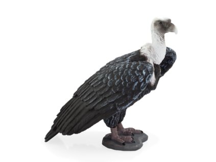 387165 GRIFFON VULTURE 540x500