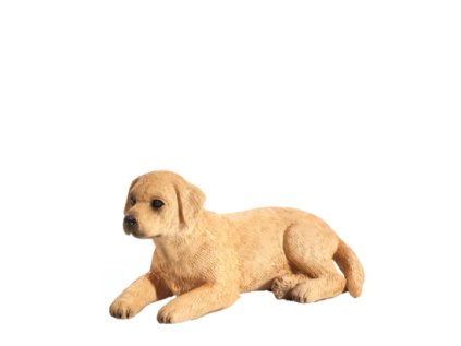 Mojo Labrador štěně
