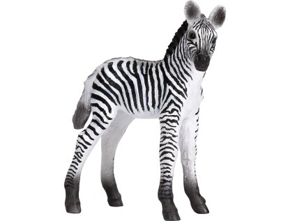 Mojo Zebra mládě