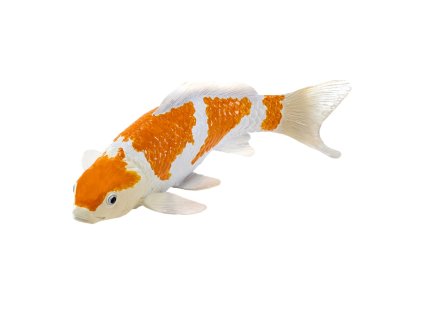 Mojo Kapr koi ochiba shigure