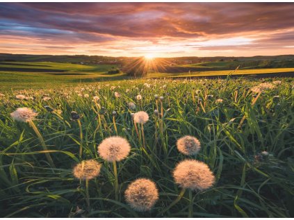 Pampelišky v západu slunce 500 dílků