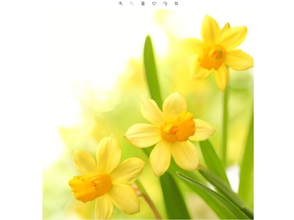 Ubrousky PAW TETE L (20ks) Narcissus