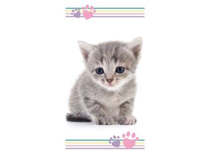 ST 228834 osuska kitten colour