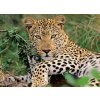 Leopard 100 dílků