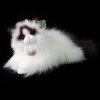 Rappa Plyšová kočka ragdoll ležící 35 cm ECO-FRIENDLY
