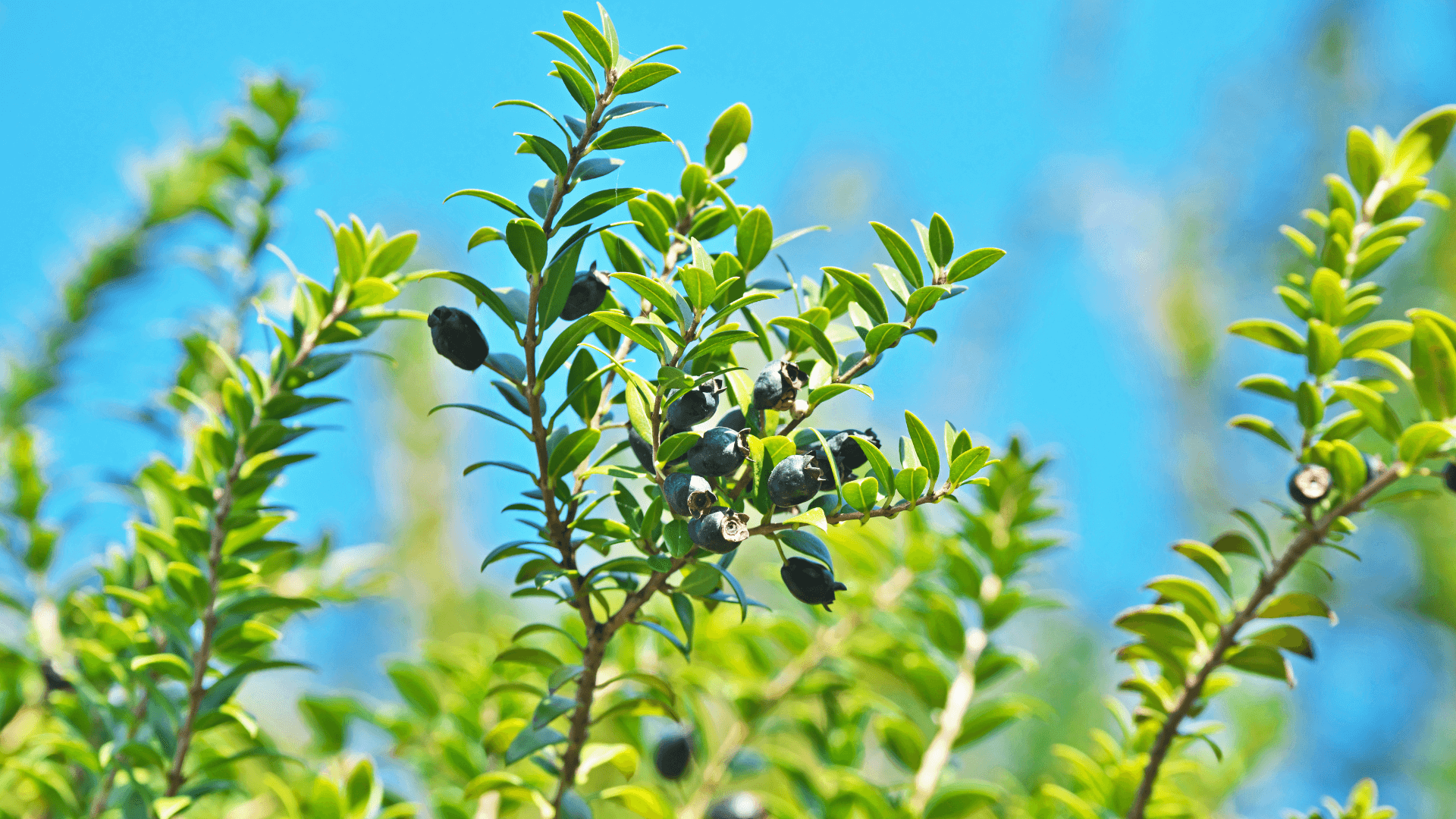 Rose_Myrtle_berries
