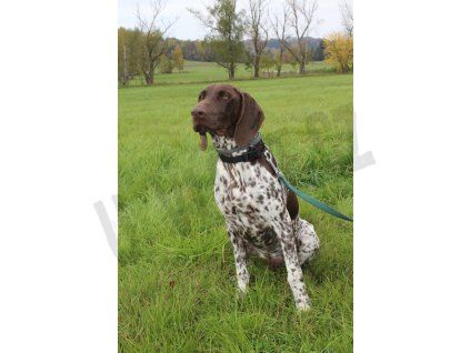 Třicetidenní pobyt pejska