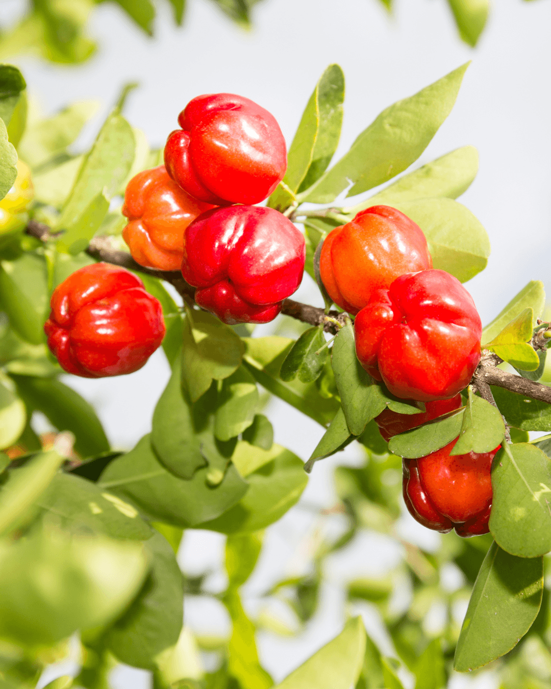 Acerola