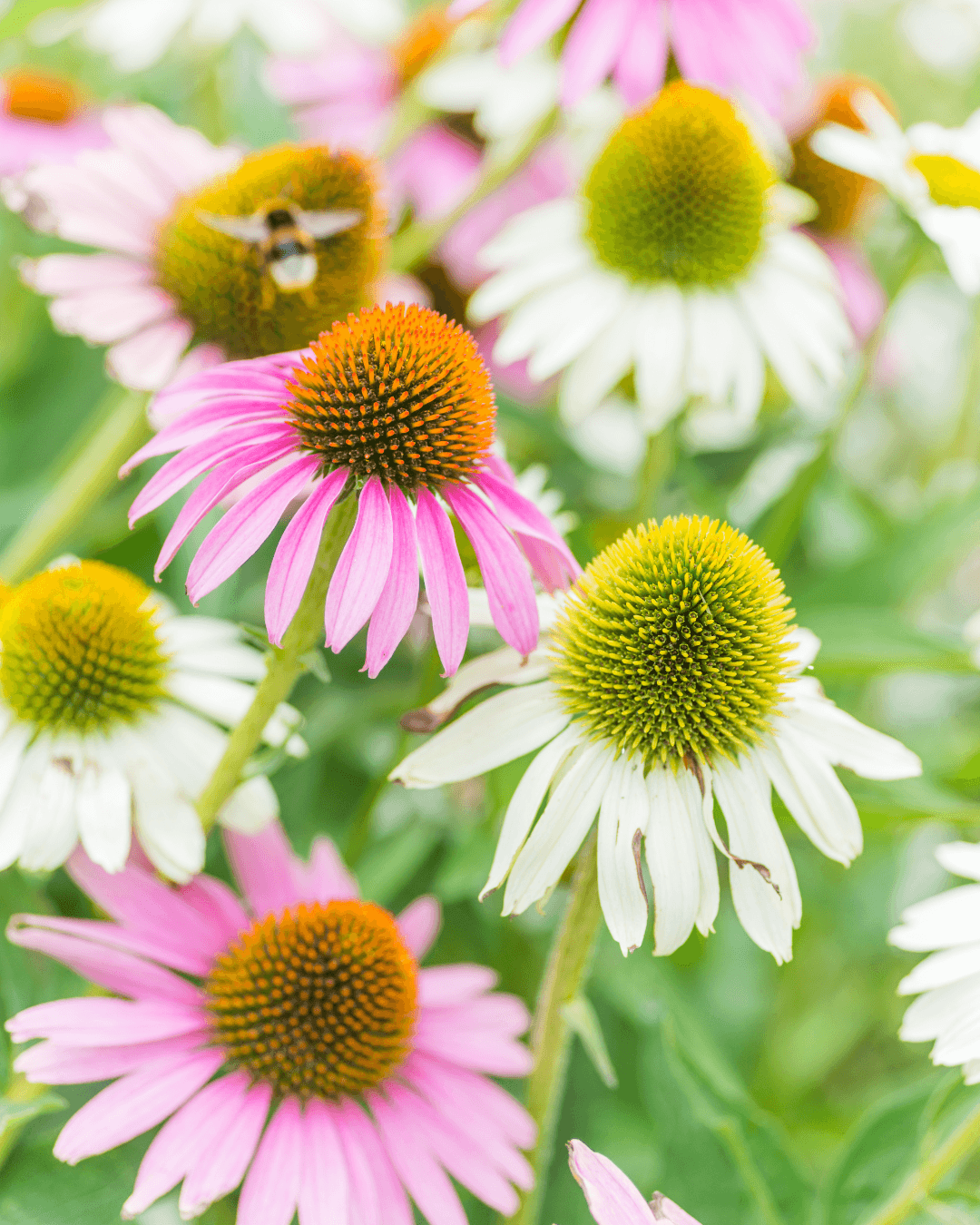 Echinacea