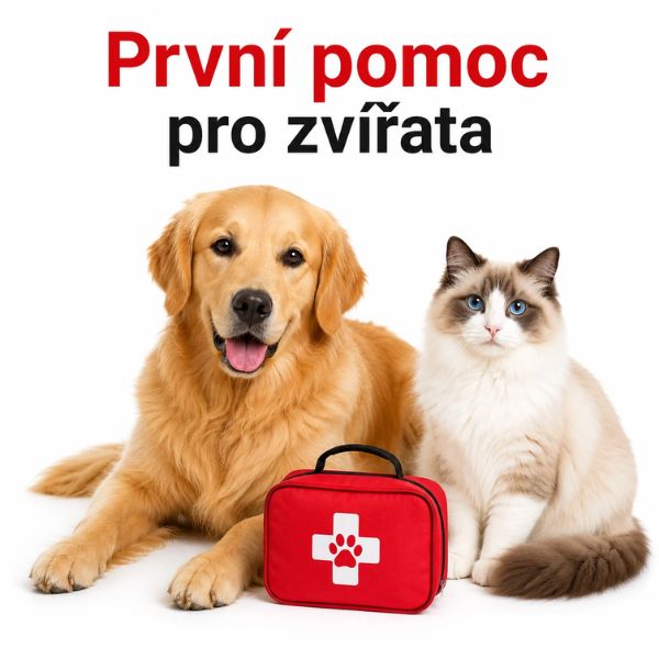 První pomoc pro psa
