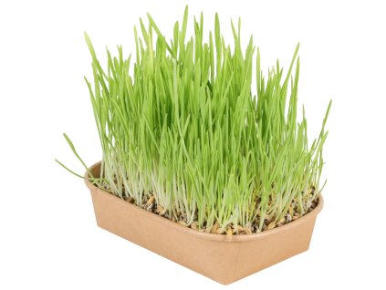 Tráva pro kočky Zolux ječmen