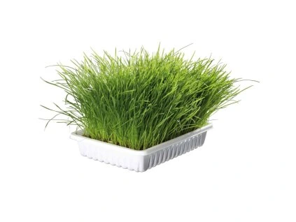 Tráva pro kočky Biogras
