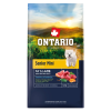 Ontario senior mini lamb 6,5