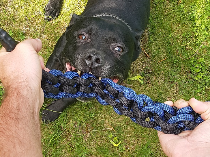 Ty správné hračky pro psy, které pomáhají čistit zuby. Víte které to jsou?