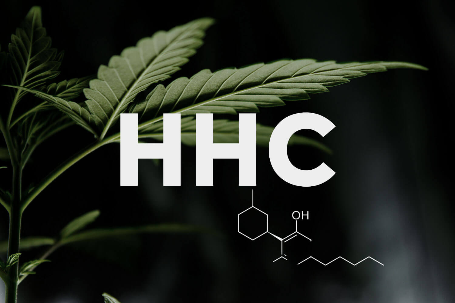 Hexahydrokannabinol (HHC) - kanabinoid, o kterém se stále více hovoří