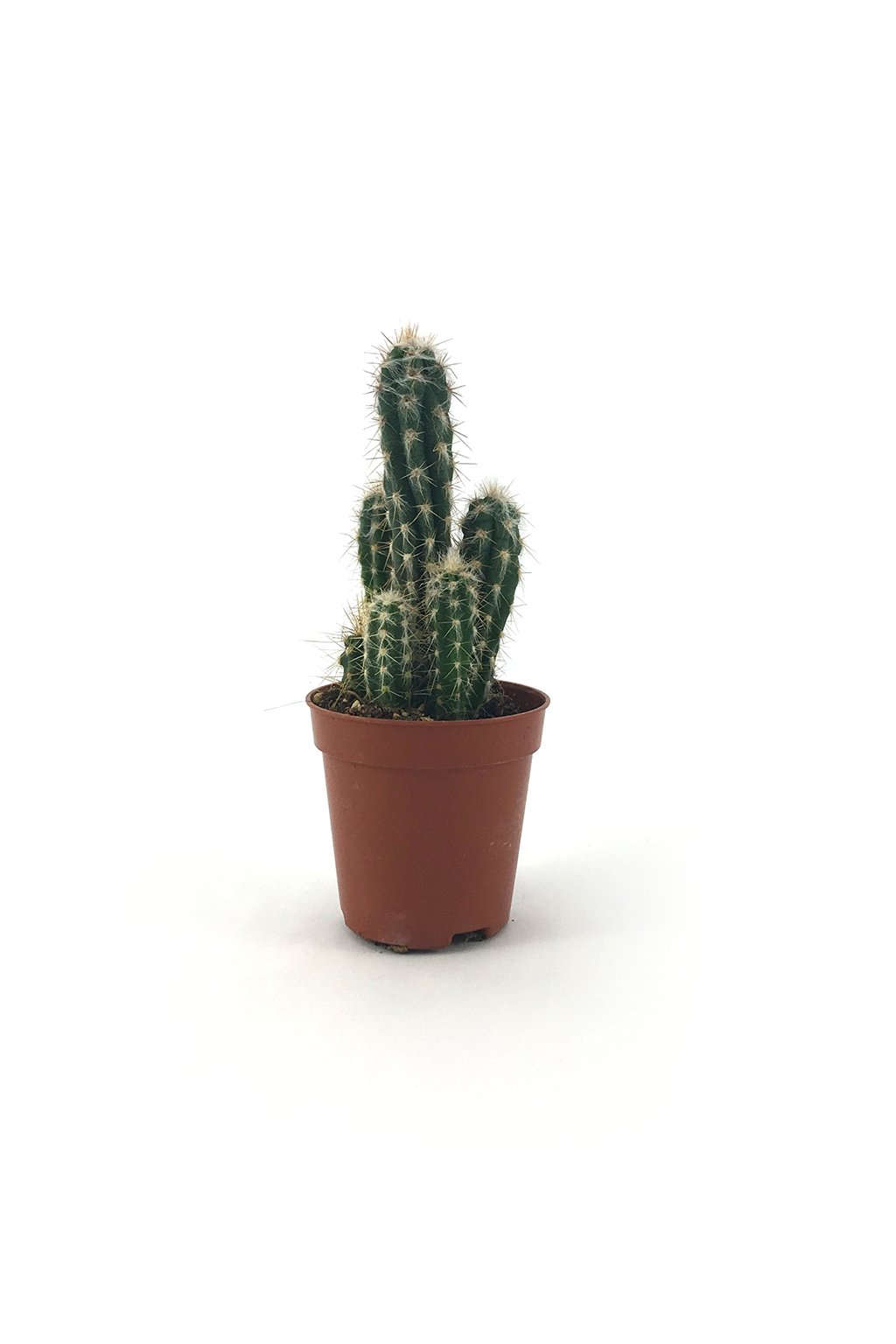 Kaktus malý