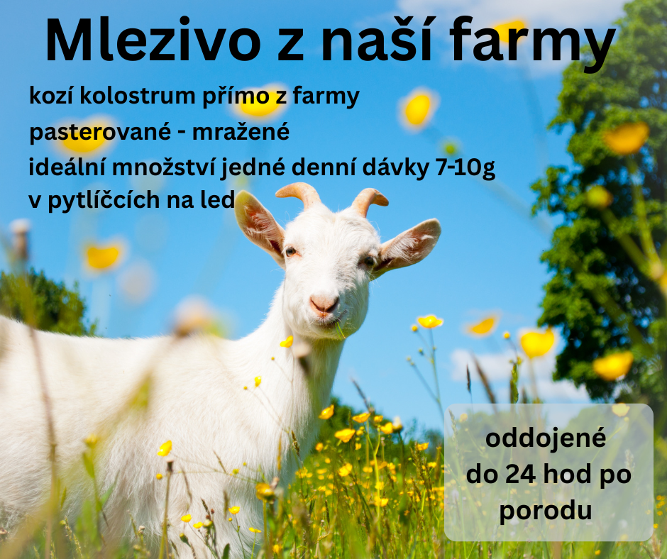 Mlezivo z naší farmy