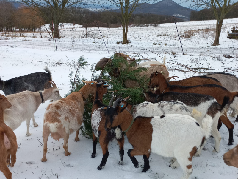 Ekologická recyklace po kozím způsobu