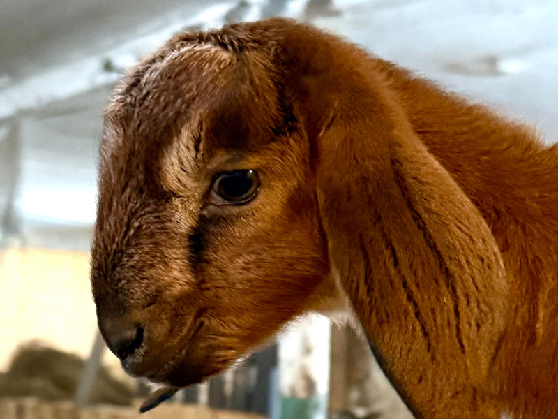 Víkendová služba na farmě