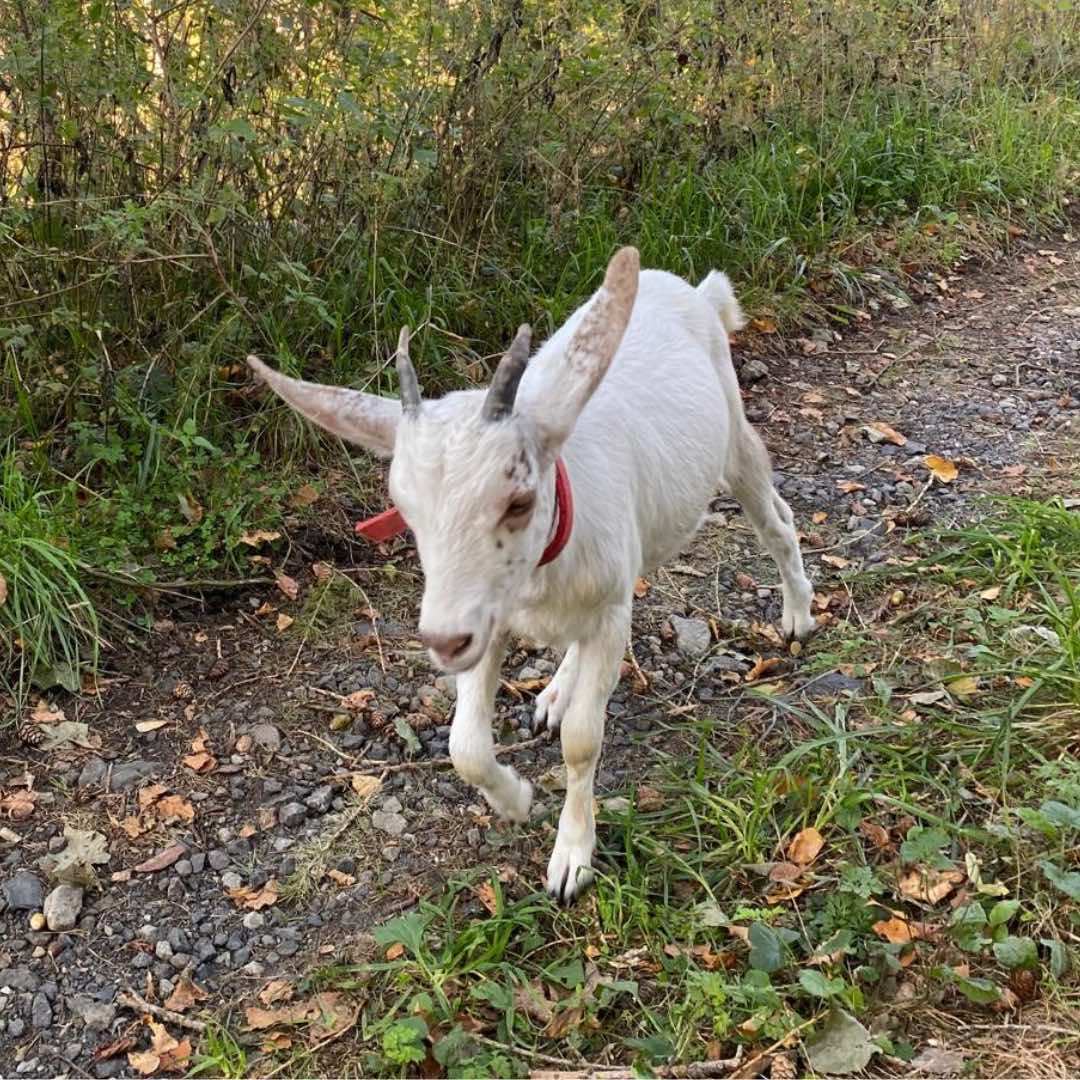 Život s kozou domácí