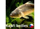 Kapří boilies