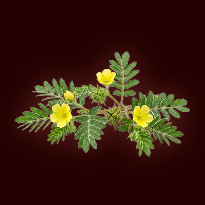 Elixir-of-love-tribulus